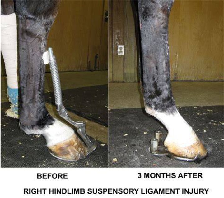 What is a suspensory injury in a horse