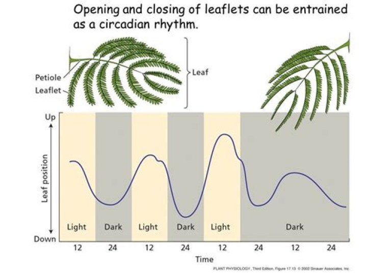 What is circadian rhythm in plants