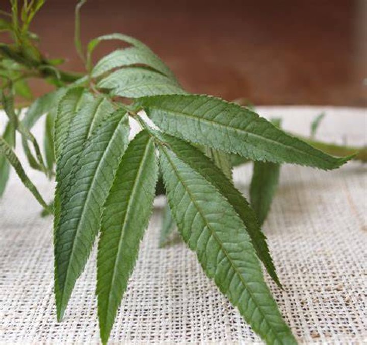 What is Huacatay used for