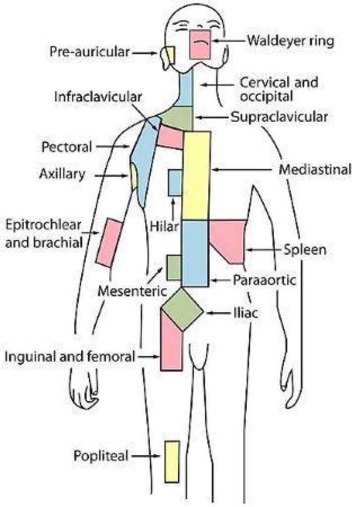 What is inguinal area