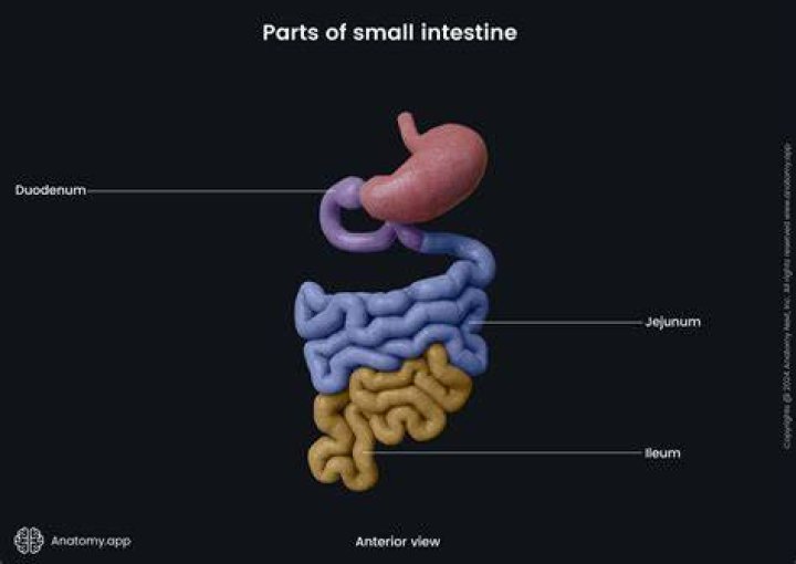 What is the function of the jejunum and ileum