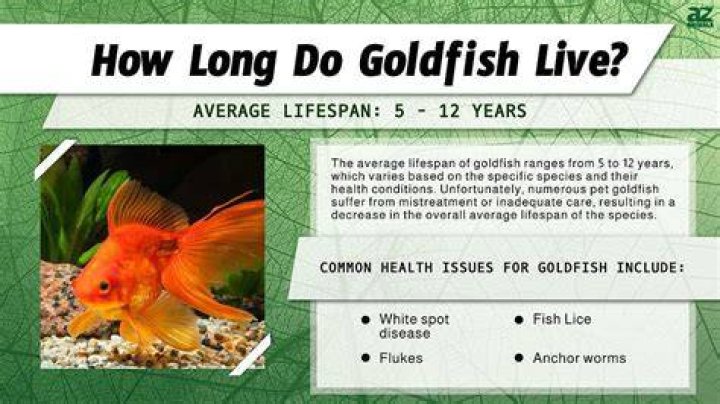 What is the life expectancy of a goldfish