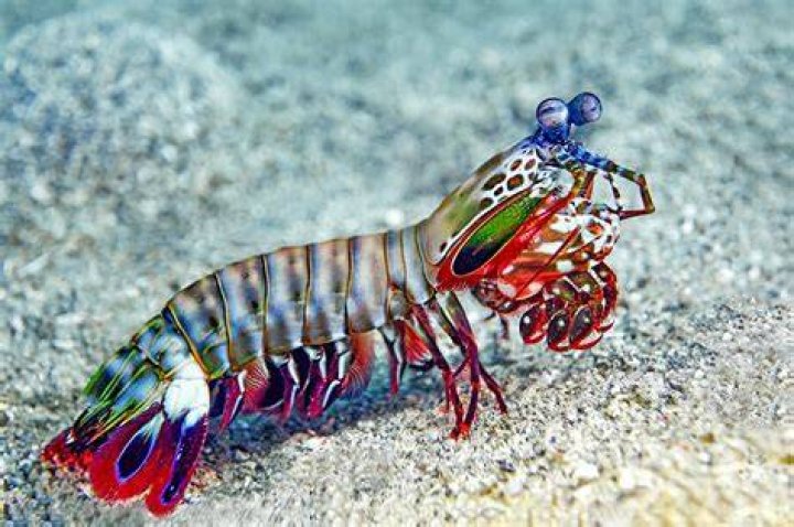 What is the mantis shrimp adaptation