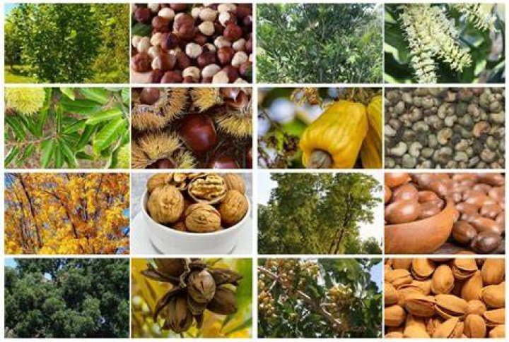 What kind of nut trees grow in Florida