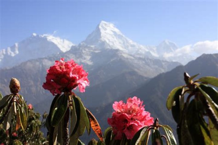 What plants grow in the Himalayas