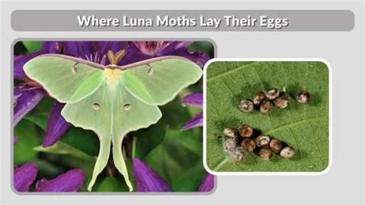 What time of year do luna moths hatch