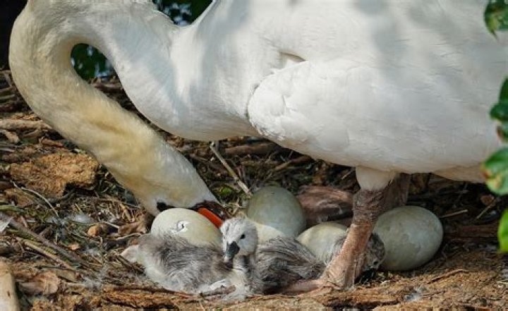 What time of year do swans lay eggs