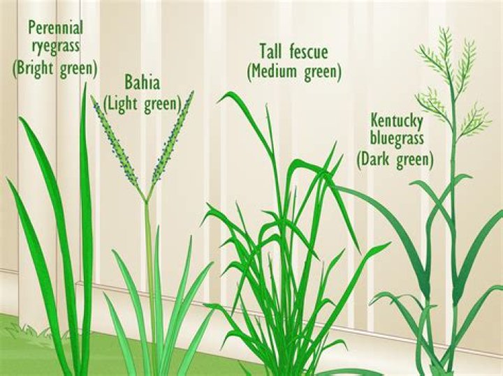 What type of grass grows best in Missouri
