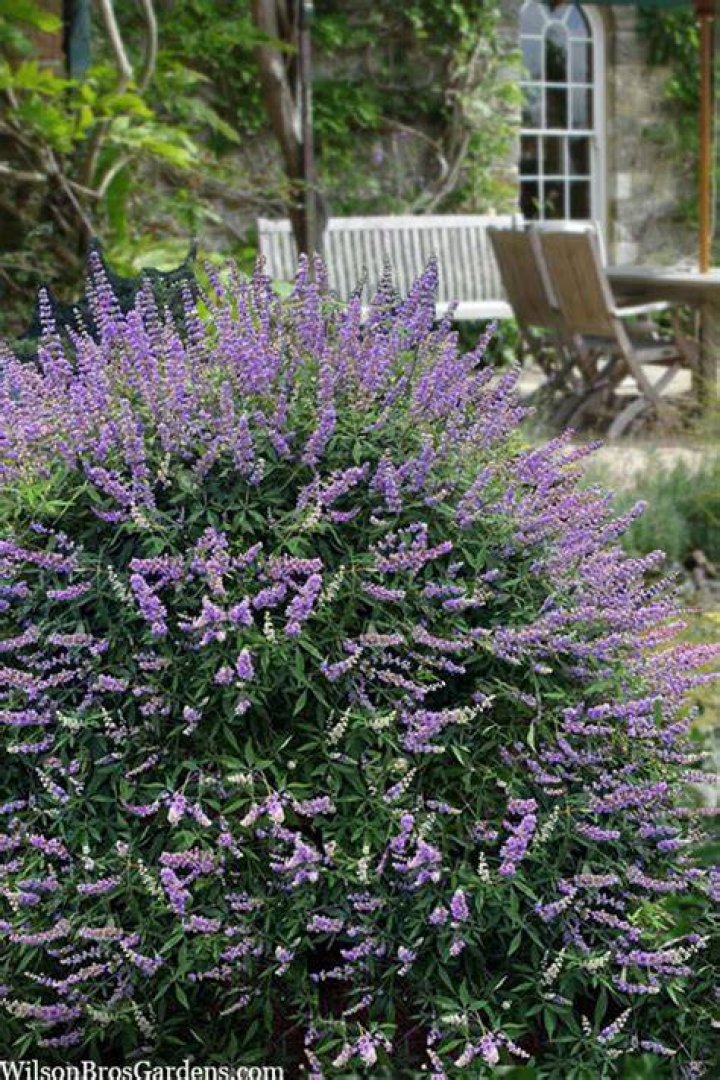 What zone is vitex in
