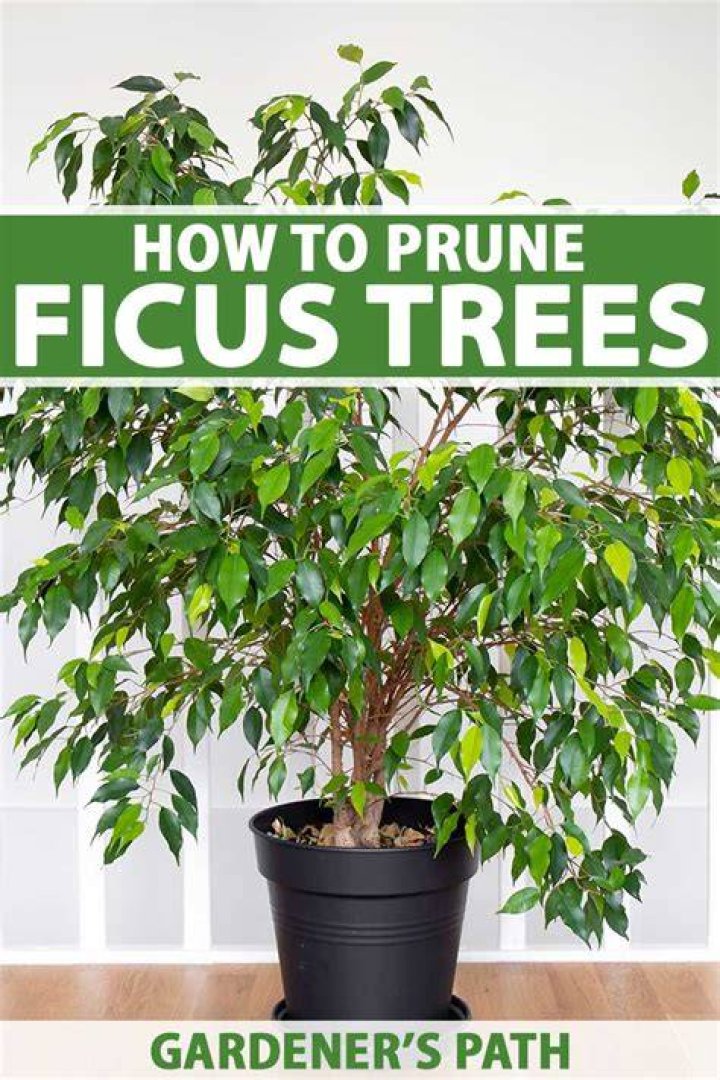 When can I put my ficus tree outside