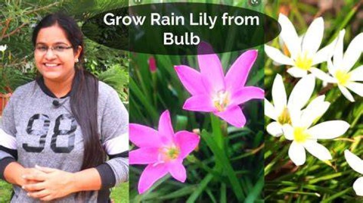 When can you divide rain lilies
