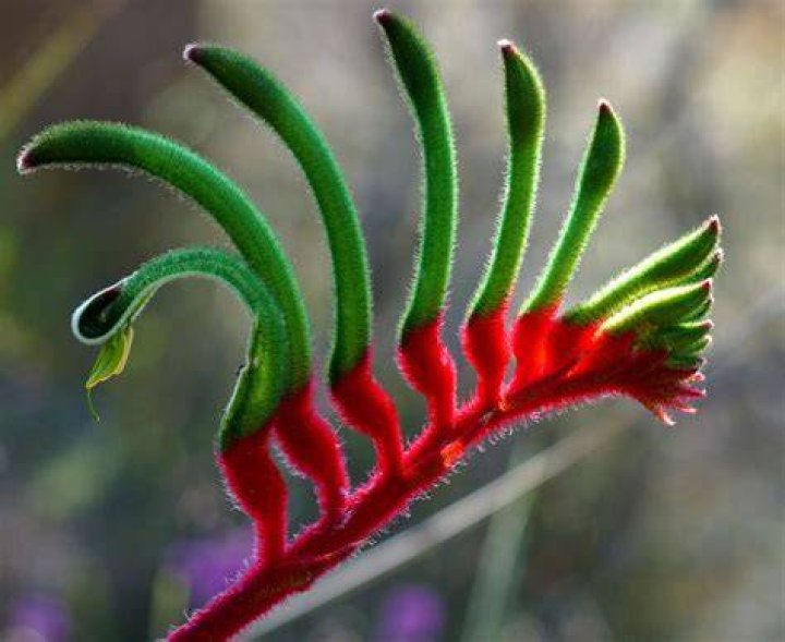 Where is the red and green kangaroo paw found