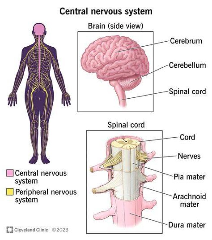 Which part of the central nervous system is responsible for coordinating bodily movements such as writing or sewing