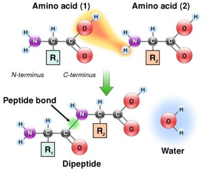 Which parts of amino acids are involved in peptide bonds