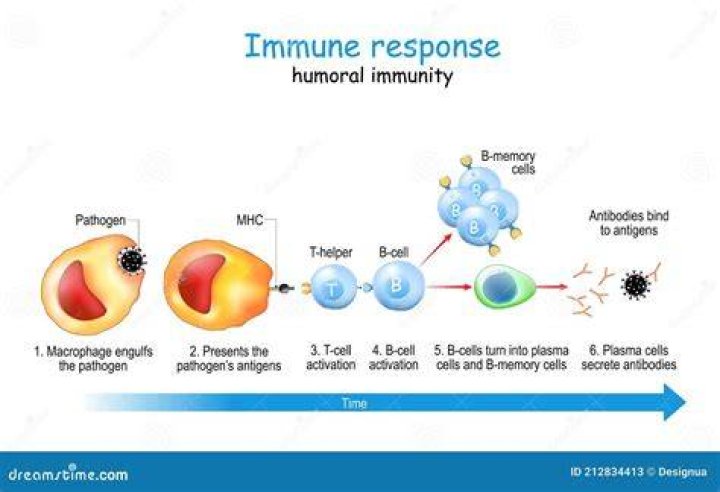 Why is humoral immunity important