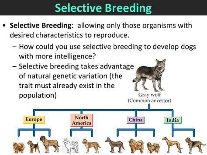 Why is selective breeding a good thing