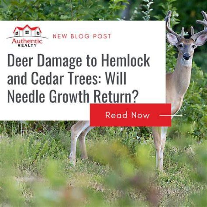 Will deer eat hemlock trees